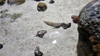 Schlammspringer (Periophthalmini)